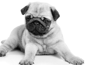 dog, sweet, pug, Puppy