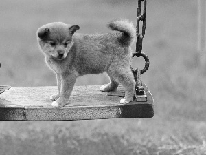 Akita, Puppy, Swing