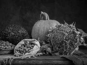 cloth, composition, Table, Hazelnuts, pumpkin, Sunflower