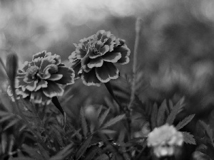 Flowers, Tagetes