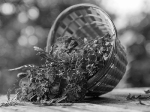 Tagetes, basket, Flowers