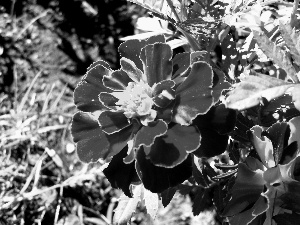 Flowers, Tagetes