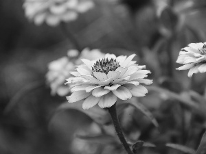 Yellow, Tagetes