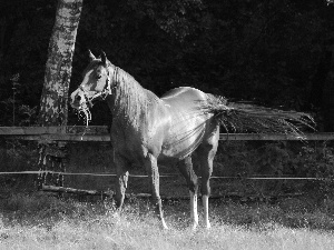 tail, bay, Horse