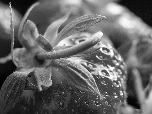 tail, Strawberry, leaves