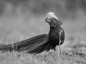 tail, color, pheasant