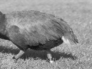 birds, Takahe