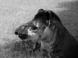 Tapir