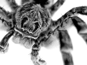 Spider, Tarantula