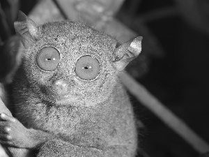 Eyes, Tarsier, Wyrak, Big, mammal