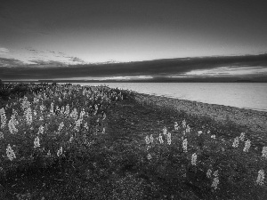 Taupo, New Zeland, Yellow, lupine, Flowers, lake