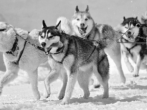 team, Dogs, Husky