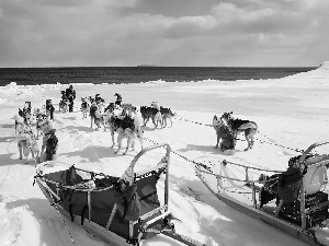 snow, Siberian Husky, team