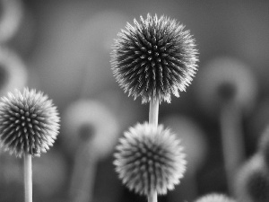 teasel