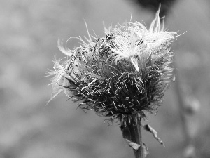 fading, teasel