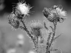 flourishing, teasel