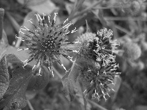 inflorescence, teasel