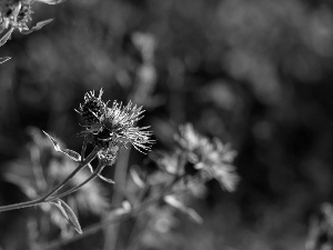 Violet, teasel