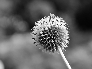 White, teasel