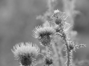 teasel