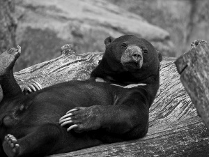 AMERICAN, Resting, Teddy Bear