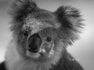 teddy bear, Koala
