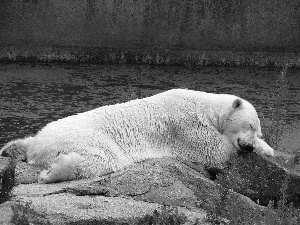 polar, White, teddy bear