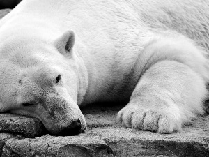 teddy bear, polar