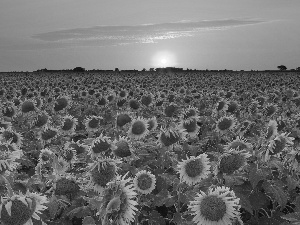 Teksas, Field, sunflowers