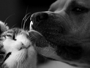 tenderness, dog, cat