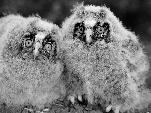 Owls, Tengmalm