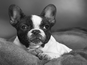 haunt, French Bulldog