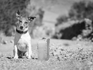 Terrier, dog, case, Way, traveller, Jack Russell