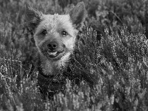 heathers, dog, Yorkshire Terrier