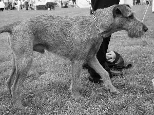 ginger, Irish Terrier