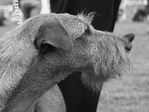 Head, Irish Terrier