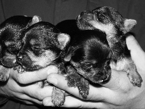 puppies, terriers