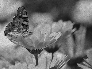 Yellow, butterfly, texture, Flowers