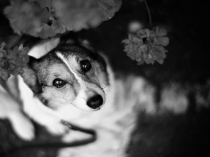 dog, geranium, The look