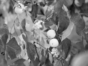 Symphoricarpos Duhamel, White, The beads, Bush