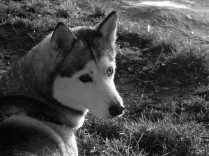 grass, Husky, The look