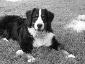 the ball, grass, pastoral, Tounge, Bernese