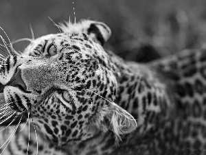 Leopards, Eyes, The look, Head