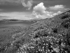 sea, Meadow, The Hills, Flowers