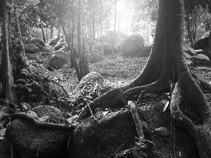 The clear, sun, roots, Stones, branches