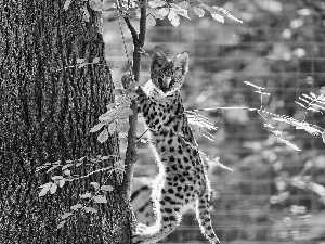 trees, Serval, The look