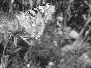 butterfly, an, thistle, undine