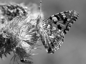 undine, Cardui, thistle, butterfly, Colourfull Flowers