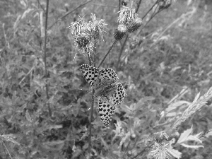 thistle, butterfly, Flowers