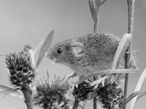 thistle, mouse, inflorescence